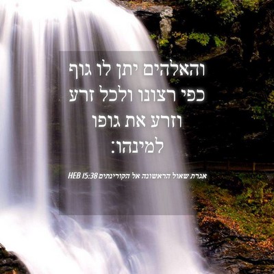 Picture 04 - אגרת שאול הראשונה אל הקורינתים 15:38 HEB - והאלהים יתן לו גוף כפי - Bible Verse Picture