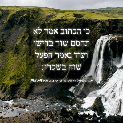 Picture 04 - אגרת שאול הראשונה אל טימותיאוס 5:18 HEB - כי הכתוב אמר לא תחסם שור - Bible Verse Picture