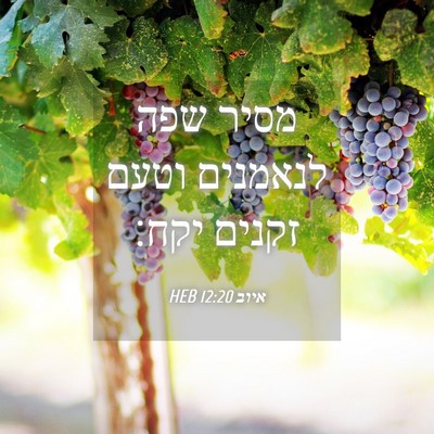 Picture 04 - איוב 12:20 HEB - מסיר שפה לנאמנים וטעם - Bible Verse Picture