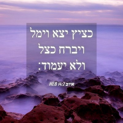 Picture 04 - איוב 14:2 HEB - כציץ יצא וימל ויברח כצל ולא - Bible Verse Picture