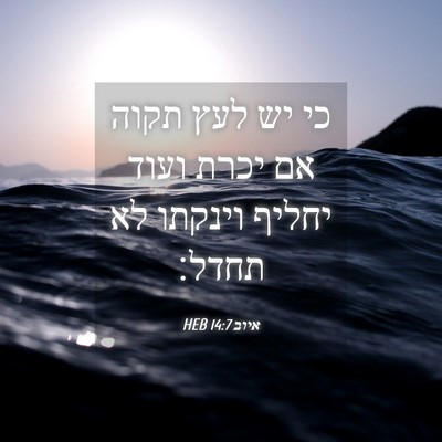 Picture 04 - איוב 14:7 HEB - כי יש לעץ תקוה אם יכרת ועוד - Bible Verse Picture