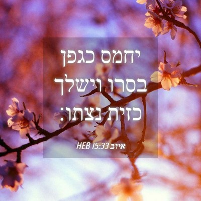 Picture 04 - איוב 15:33 HEB - יחמס כגפן בסרו וישלך כזית - Bible Verse Picture