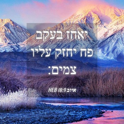 Picture 04 - איוב 18:9 HEB - יאחז בעקב פח יחזק עליו - Bible Verse Picture