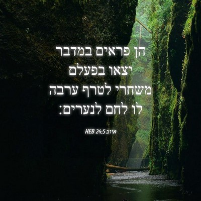 Picture 04 - איוב 24:5 HEB - הן פראים במדבר יצאו בפעלם - Bible Verse Picture