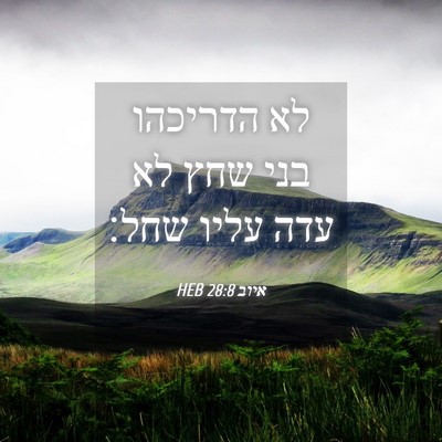 Picture 04 - איוב 28:8 HEB - לא הדריכהו בני שחץ לא עדה - Bible Verse Picture