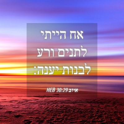 Picture 04 - איוב 30:29 HEB - אח הייתי לתנים ורע לבנות - Bible Verse Picture