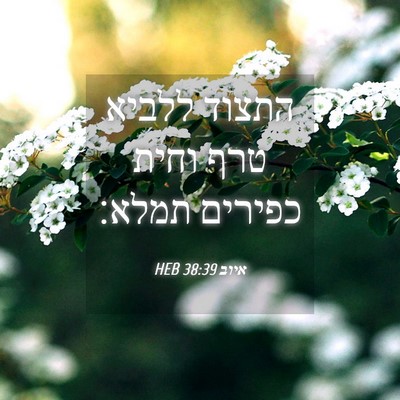 Picture 04 - איוב 38:39 HEB - התצוד ללביא טרף וחית - Bible Verse Picture
