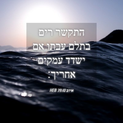 Picture 04 - איוב 39:10 HEB - התקשר רים בתלם עבתו אם ישדד - Bible Verse Picture