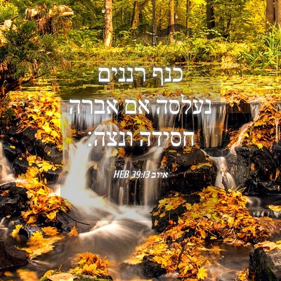 Picture 04 - איוב 39:13 HEB - כנף רננים נעלסה אם אברה - Bible Verse Picture