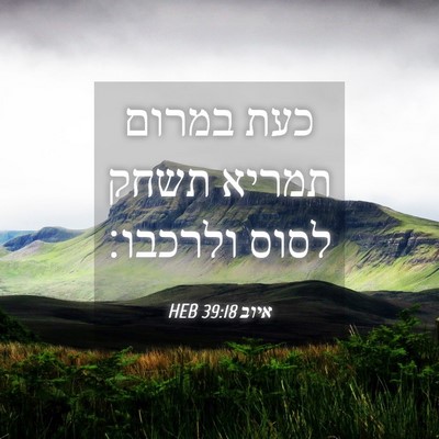 Picture 04 - איוב 39:18 HEB - כעת במרום תמריא תשחק לסוס - Bible Verse Picture
