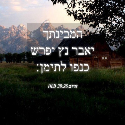 Picture 04 - איוב 39:26 HEB - המבינתך יאבר נץ יפרש כנפו - Bible Verse Picture