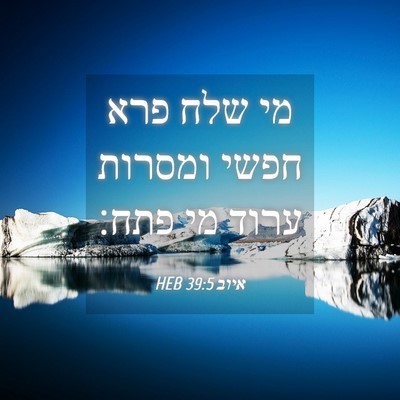 Picture 04 - איוב 39:5 HEB - מי שלח פרא חפשי ומסרות ערוד - Bible Verse Picture