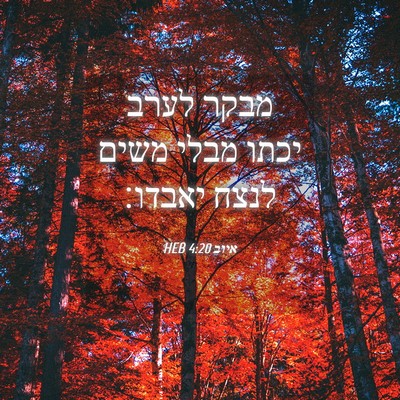 Picture 04 - איוב 4:20 HEB - מבקר לערב יכתו מבלי משים - Bible Verse Picture