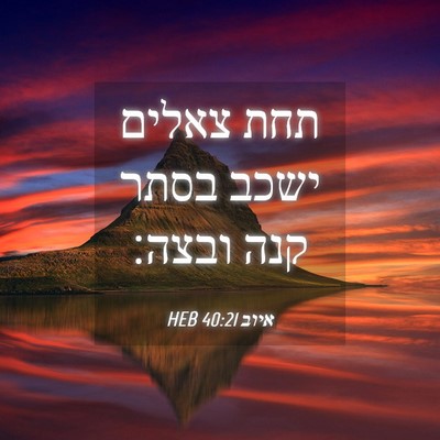 Picture 04 - איוב 40:21 HEB - תחת צאלים ישכב בסתר קנה - Bible Verse Picture