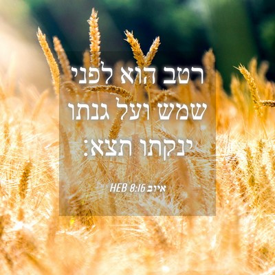 Picture 04 - איוב 8:16 HEB - רטב הוא לפני שמש ועל גנתו - Bible Verse Picture
