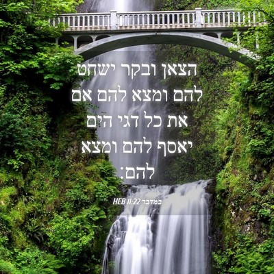 Picture 04 - במדבר 11:22 HEB - הצאן ובקר ישחט להם ומצא להם - Bible Verse Picture