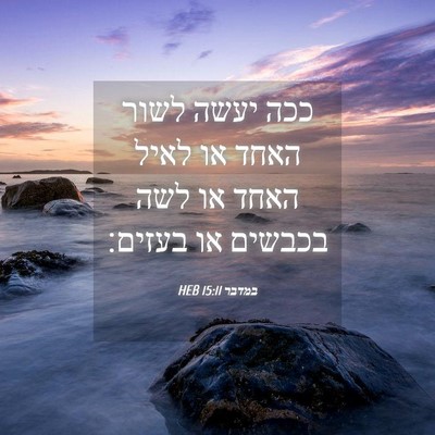 Picture 04 - במדבר 15:11 HEB - ככה יעשה לשור האחד או לאיל - Bible Verse Picture