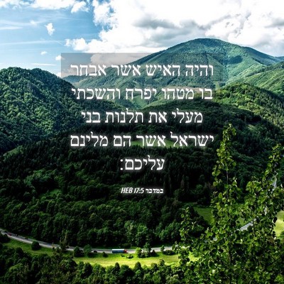 Picture 04 - במדבר 17:5 HEB - והיה האיש אשר אבחר בו מטהו - Bible Verse Picture