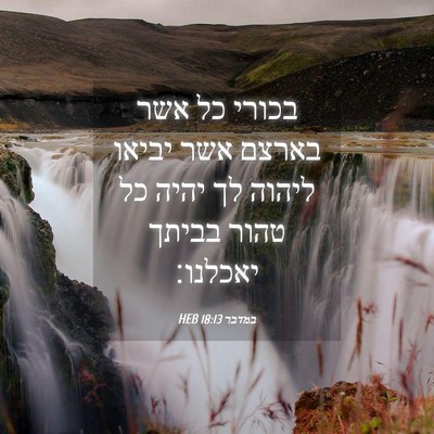 Picture 04 - במדבר 18:13 HEB - בכורי כל אשר בארצם אשר - Bible Verse Picture