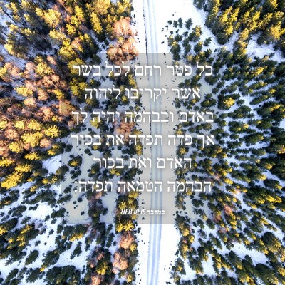 Picture 04 - במדבר 18:15 HEB - כל פטר רחם לכל בשר אשר - Bible Verse Picture