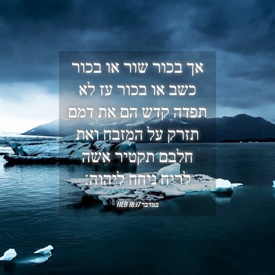 Picture 04 - במדבר 18:17 HEB - אך בכור שור או בכור כשב או - Bible Verse Picture