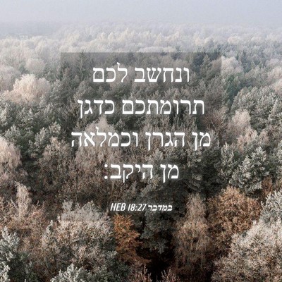 Picture 04 - במדבר 18:27 HEB - ונחשב לכם תרומתכם כדגן מן - Bible Verse Picture