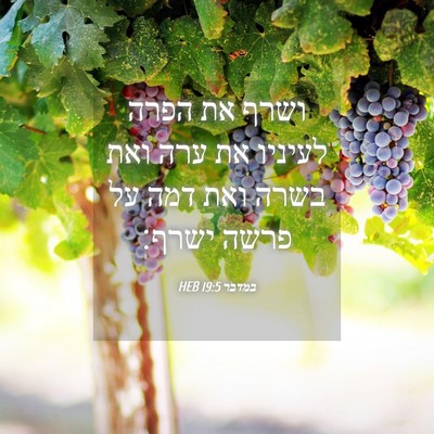 Picture 04 - במדבר 19:5 HEB - ושרף את הפרה לעיניו את ערה - Bible Verse Picture