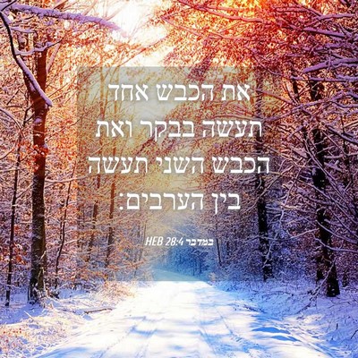 Picture 04 - במדבר 28:4 HEB - את הכבש אחד תעשה בבקר ואת - Bible Verse Picture
