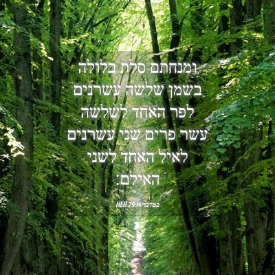 Picture 04 - במדבר 29:14 HEB - ומנחתם סלת בלולה בשמן שלשה - Bible Verse Picture