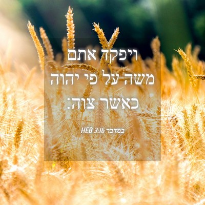 Picture 04 - במדבר 3:16 HEB - ויפקד אתם משה על פי יהוה - Bible Verse Picture