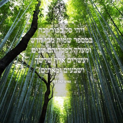 Picture 04 - במדבר 3:43 HEB - ויהי כל בכור זכר במספר שמות - Bible Verse Picture