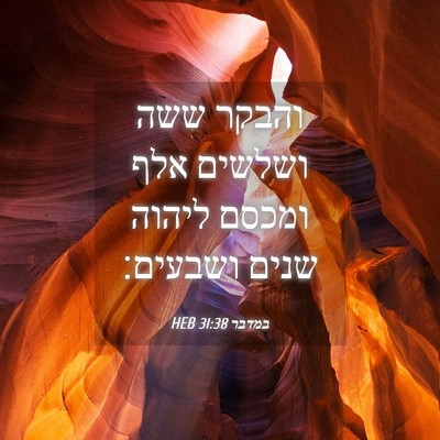 Picture 04 - במדבר 31:38 HEB - והבקר ששה ושלשים אלף ומכסם - Bible Verse Picture
