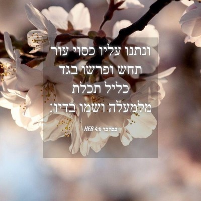 Picture 04 - במדבר 4:6 HEB - ונתנו עליו כסוי עור תחש - Bible Verse Picture