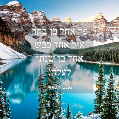 Picture 04 - במדבר 7:15 HEB - פר אחד בן בקר איל אחד כבש - Bible Verse Picture