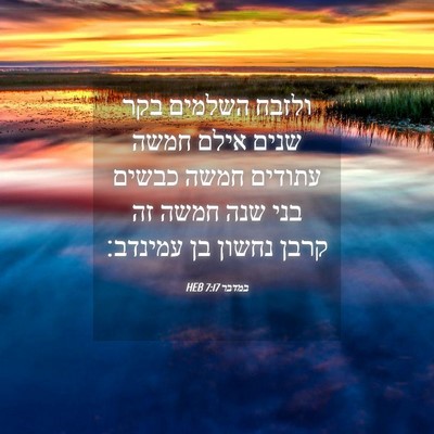 Picture 04 - במדבר 7:17 HEB - ולזבח השלמים בקר שנים אילם - Bible Verse Picture