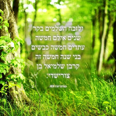 Picture 04 - במדבר 7:41 HEB - ולזבח השלמים בקר שנים אילם - Bible Verse Picture