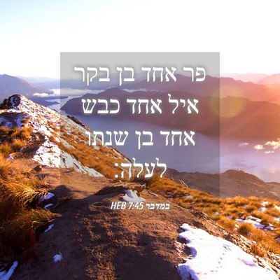 Picture 04 - במדבר 7:45 HEB - פר אחד בן בקר איל אחד כבש - Bible Verse Picture