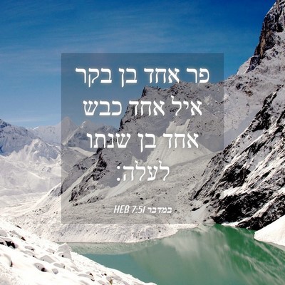 Picture 04 - במדבר 7:51 HEB - פר אחד בן בקר איל אחד כבש - Bible Verse Picture