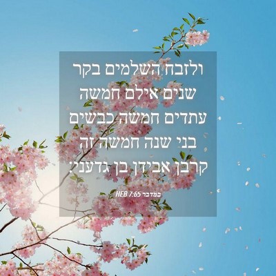 Picture 04 - במדבר 7:65 HEB - ולזבח השלמים בקר שנים אילם - Bible Verse Picture