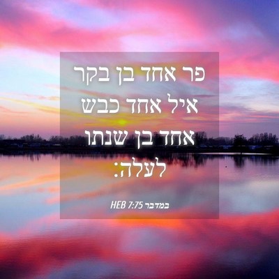 Picture 04 - במדבר 7:75 HEB - פר אחד בן בקר איל אחד כבש - Bible Verse Picture