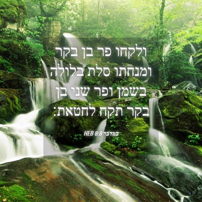 Picture 04 - במדבר 8:8 HEB - ולקחו פר בן בקר ומנחתו סלת - Bible Verse Picture