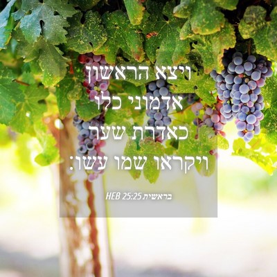 Picture 04 - בראשית 25:25 HEB - ויצא הראשון אדמוני כלו - Bible Verse Picture