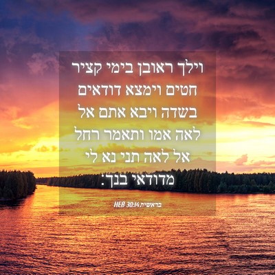 Picture 04 - בראשית 30:14 HEB - וילך ראובן בימי קציר חטים - Bible Verse Picture
