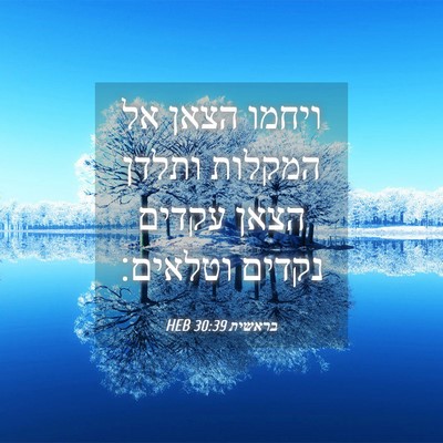 Picture 04 - בראשית 30:39 HEB - ויחמו הצאן אל המקלות ותלדן - Bible Verse Picture