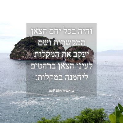 Picture 04 - בראשית 30:41 HEB - והיה בכל יחם הצאן המקשרות - Bible Verse Picture