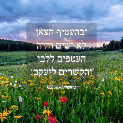 Picture 04 - בראשית 30:42 HEB - ובהעטיף הצאן לא ישים והיה - Bible Verse Picture