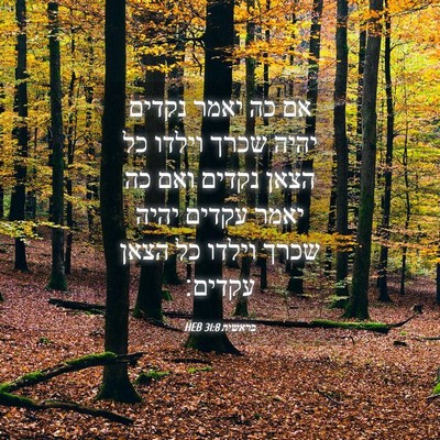 Picture 04 - בראשית 31:8 HEB - אם כה יאמר נקדים יהיה שכרך - Bible Verse Picture
