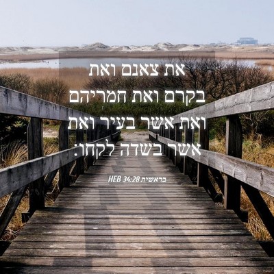 Picture 04 - בראשית 34:28 HEB - את צאנם ואת בקרם ואת חמריהם - Bible Verse Picture