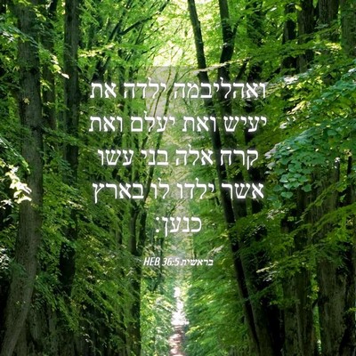Picture 04 - בראשית 36:5 HEB - ואהליבמה ילדה את יעיש ואת - Bible Verse Picture
