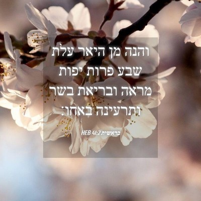 Picture 04 - בראשית 41:2 HEB - והנה מן היאר עלת שבע פרות - Bible Verse Picture